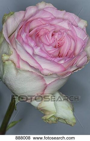 Detail of a pink rose View Large Photo Image Stock Photo - Detail of a pink rose. Fotosearch