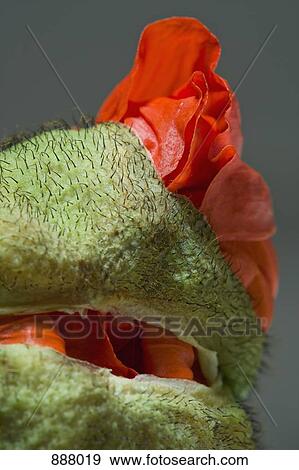 Detail of a poppy bud opening View Large Photo Image Stock Photo - Detail of a poppy bud opening. Fotosearch
