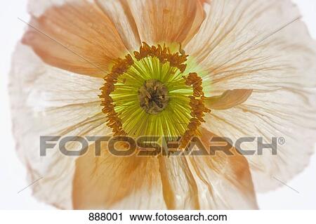 Detail of a poppy View Large Photo Image Stock Image - Detail of a poppy. Fotosearch
