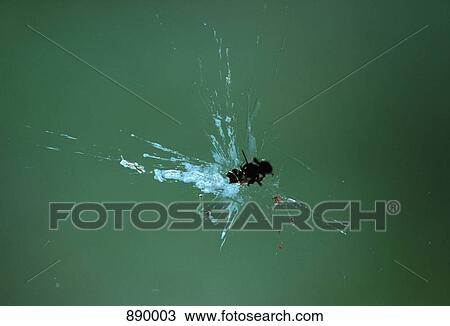 Detail of a squashed fly on a window View Large Photo Image Stock Image - Detail of a squashed fly on a window. Fotosearch