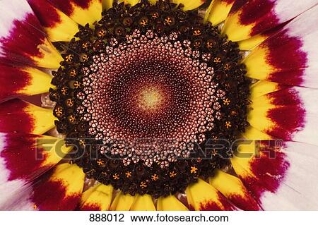 Detail of a striped daisy flower View Large Photo Image Stock Image - Detail of a striped daisy flower. Fotosearch