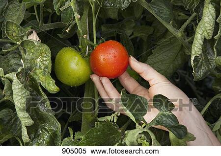 Stock Photography - Detail of a woman touching a ripe tomato growing on a vine. Fotosearch