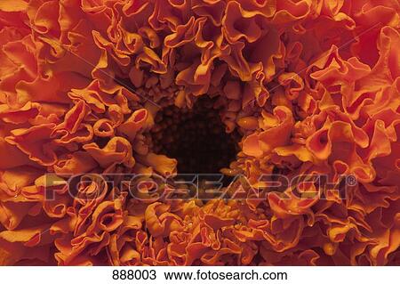Stock Image - Detail of an orange chrysanthemum. Fotosearch
