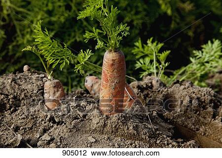 Stock Image - Detail of carrots growing in a field. Fotosearch