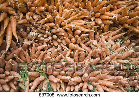 Stock Photo - Detail of carrots. Fotosearch