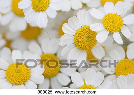 Stock Photography - Detail of daisies. Fotosearch