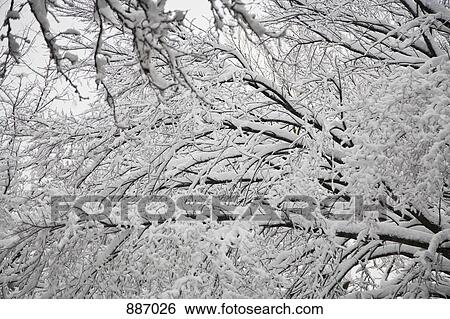 Detail of snow covered tree branches View Large Photo Image Stock Photograph - Detail of snow covered tree branches. Fotosearch