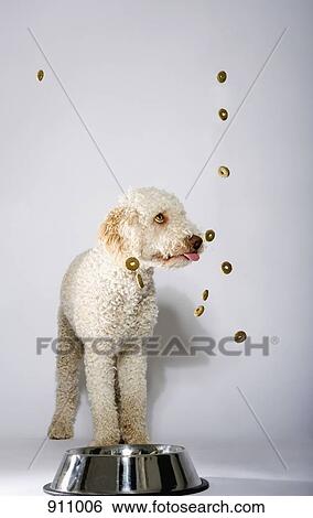 Stock Photograph - Dried dog food floating around a Portuguese Waterdog. Fotosearch