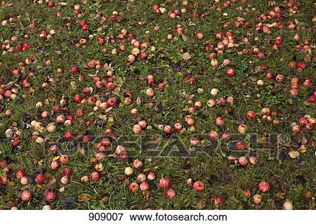 Stock Photo - Fallen apples on the ground. Fotosearch