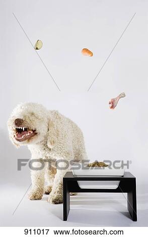 Stock Photo - Food floating above a Portuguese Waterdog. Fotosearch