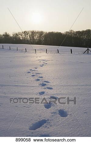 Footprints in the snow View Large Photo Image Stock Photo - Footprints in the snow. Fotosearch