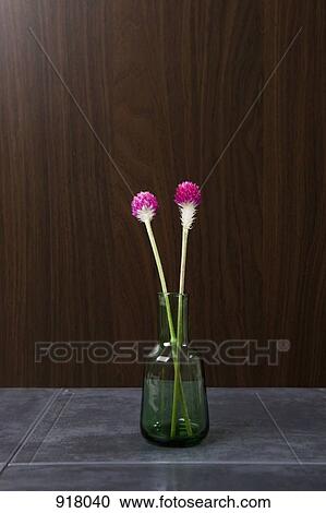 Stock Image - Gomphrena flowers in a vase. Fotosearch