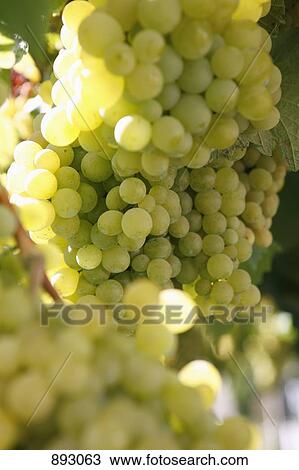 Green grapes growing View Large Photo Image Stock Image - Green grapes growing. Fotosearch