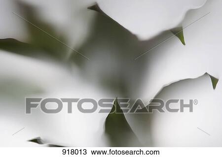 Leaves behind frosted glass View Large Photo Image Stock Image - Leaves behind frosted glass. Fotosearch