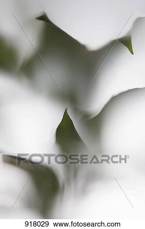 Stock Photo - Leaves behind frosted glass. Fotosearch