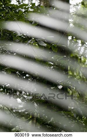 Stock Photo - Light Reflecting From A Leaf In A Forest. Fotosearch