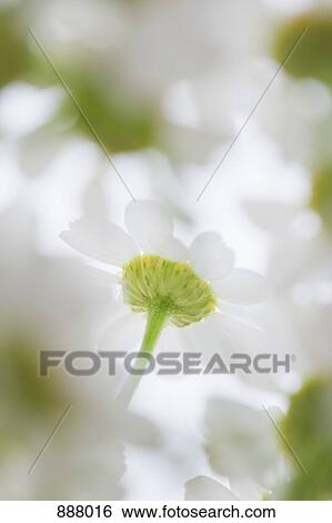 Stock Photograph - Low view of daisies. Fotosearch