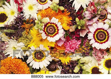 Stock Photography - Mixed flowers. Fotosearch