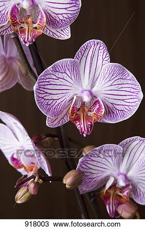 Moth Orchid hybrid, (Phalaenopsis spp. ) View Large Photo Image Stock Image - Moth Orchid hybrid, (Phalaenopsis spp. ). Fotosearch