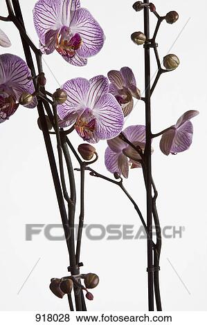 Stock Photo - Moth Orchid hybrid, (Phalaenopsis spp. ). Fotosearch
