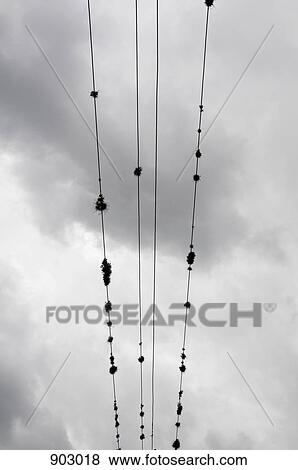 Stock Photo - Nests On Electricity Cables. Fotosearch