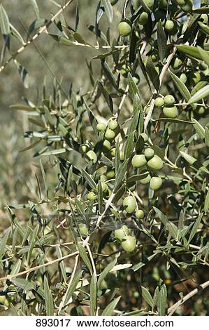Olives growing on an olive tree View Large Photo Image Stock Photo - Olives growing on an olive tree. Fotosearch