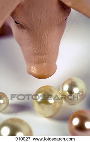 Stock Photo - Pearls before swine. Fotosearch