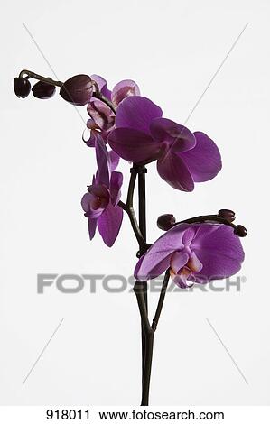 Stock Image - Pink Moth Orchid (Phalaenopsis). Fotosearch