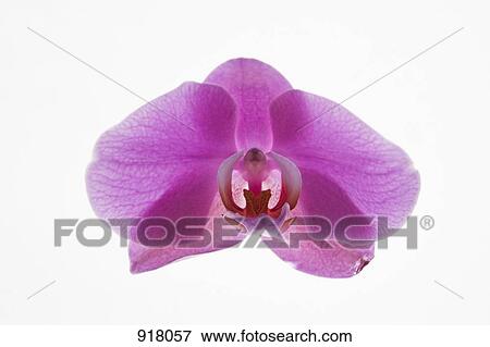 Stock Photo - Pink Moth Orchid (Phalaenopsis). Fotosearch