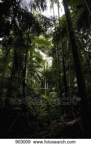 Stock Photo - Rainforest. Fotosearch