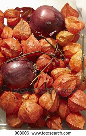 Red Onions and Physalis alkekengi View Large Photo Image Stock Photograph - Red Onions and Physalis alkekengi. Fotosearch