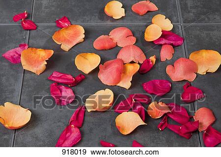 Stock Photo - Rose petals strewn on the floor. Fotosearch
