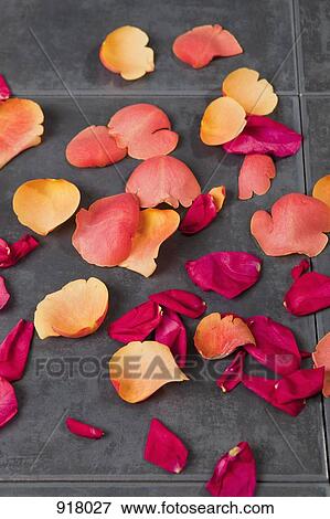 Rose petals strewn on the floor View Large Photo Image Stock Photo - Rose petals strewn on the floor. Fotosearch