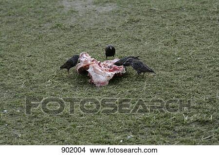 Scavenger birds eating a carcass View Large Photo Image Picture - Scavenger birds eating a carcass. Fotosearch