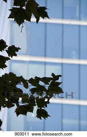 Silhouette Of A Branch With Leaves In Front Of A Building View Large Photo Image Stock Image - Silhouette Of A Branch With Leaves In Front Of A Building. Fotosearch