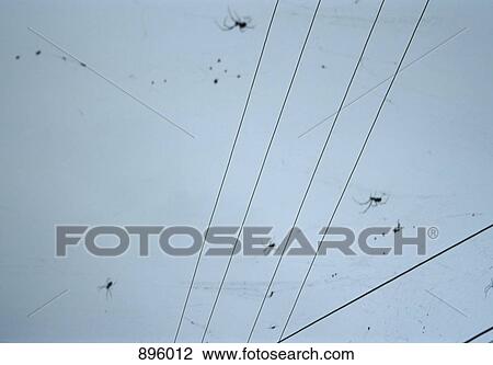 Spiders and cobwebs hanging on power lines View Large Photo Image Stock Image - Spiders and cobwebs hanging on power lines. Fotosearch