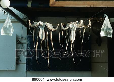 Squid hanging on a line View Large Photo Image Picture - Squid hanging on a line. Fotosearch