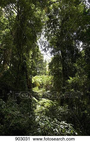 Sunlight Shining In A Tropical Rainforest View Large Photo Image Stock Image - Sunlight Shining In A Tropical Rainforest. Fotosearch