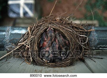 Stock Image - Three baby birds in a nest. Fotosearch