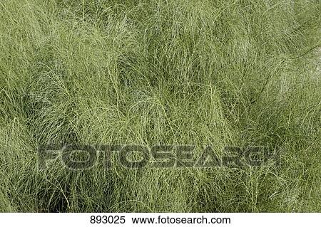Timothy grass View Large Photo Image Stock Photography - Timothy grass. Fotosearch