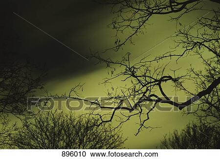 Stock Image - Trees against night sky. Fotosearch