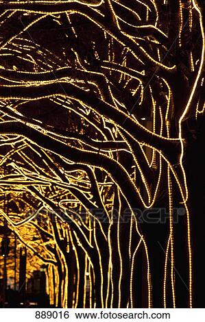 Trees decorated with lights View Large Photo Image Stock Photograph - Trees decorated with lights. Fotosearch