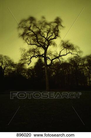 Trees in a park at night View Large Photo Image Stock Image - Trees in a park at night. Fotosearch