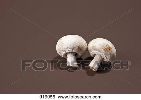 Two mushrooms View Large Photo Image Stock Photography - Two mushrooms. Fotosearch