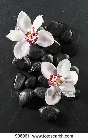 Stock Image - Two orchids lying on top of hot stone therapy stones. Fotosearch