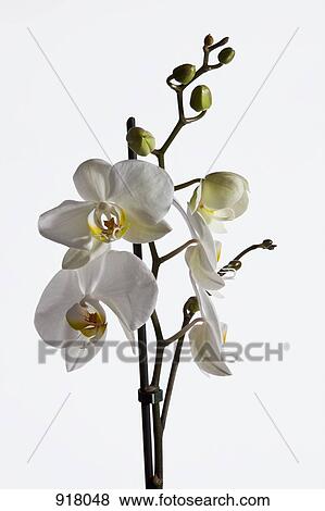 Stock Photo - White Moth Orchid (Phalaenopsis). Fotosearch