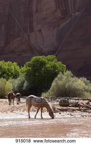 Stock Photo - Wild horses, Canyon De Chelly National Monument, Chinle, Arizona, USA. Fotosearch