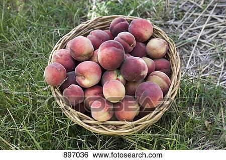 Stock Photograph - A basket of peaches on the ground. Fotosearch