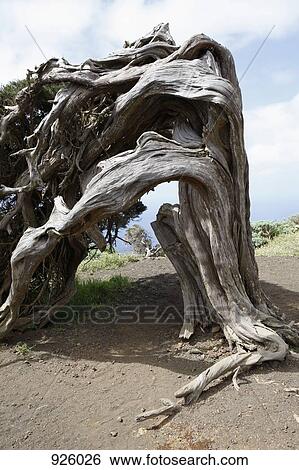 Stock Photograph - A bent tree. Fotosearch
