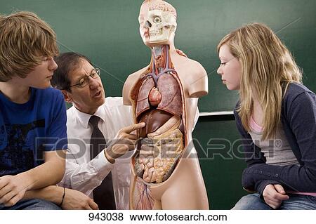 Stock Photo - A biology teacher teaching students anatomy. Fotosearch